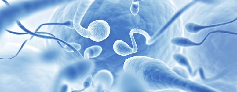 Obesidade Masculina Ligada à Menor Quantidade de Espermatozoides