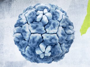Um Vírus de Resfriado Comum pode Ajudar a Combater Covid-19