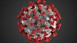Covid-19: Novas Pistas Mostram como o Sistema Imunológico Luta