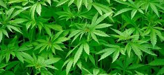 Uso Frequente de Cannabis Pode Contribuir para Doença Coronariana